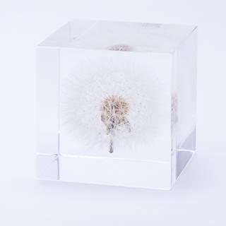 タンポポ（5cm角）　Sola cube