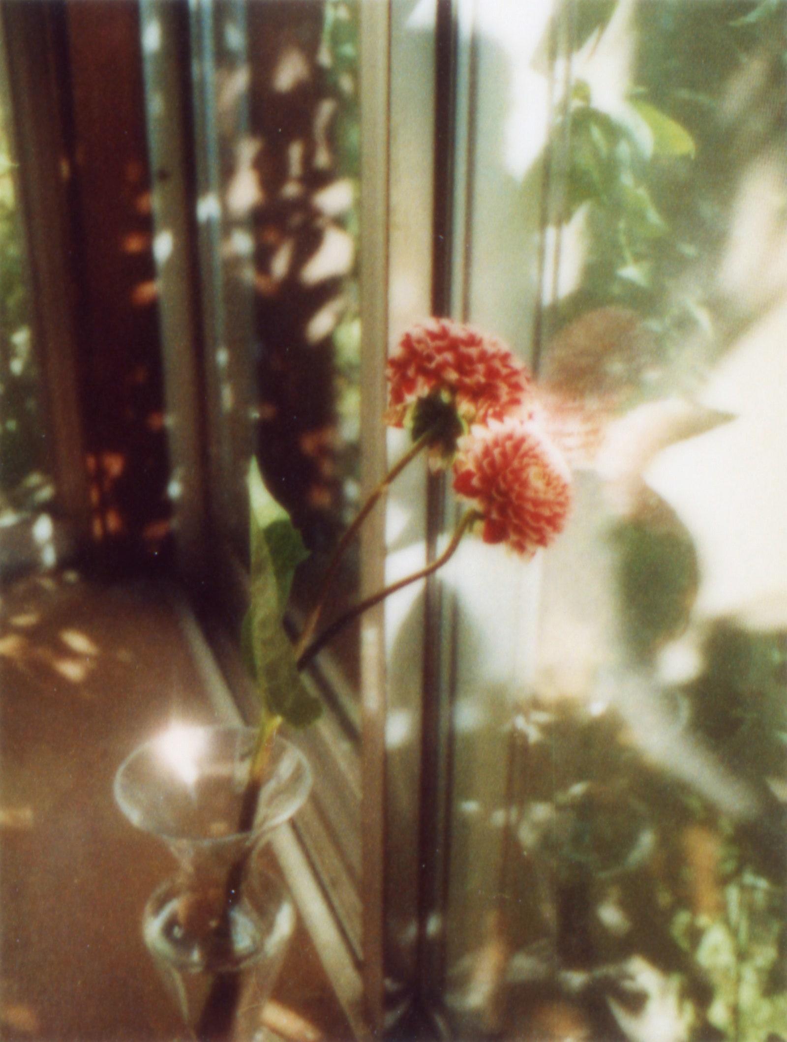 奥山由之 写真集『flowers』