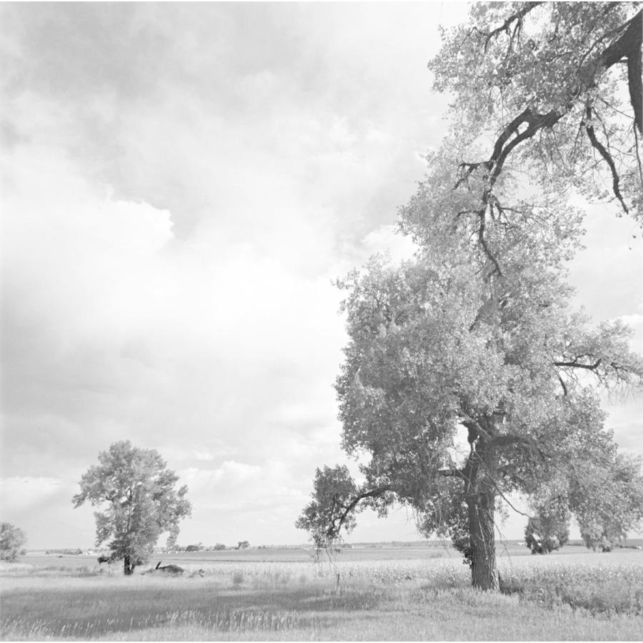 Cottonwoods ロバート・アダムズ 写真集