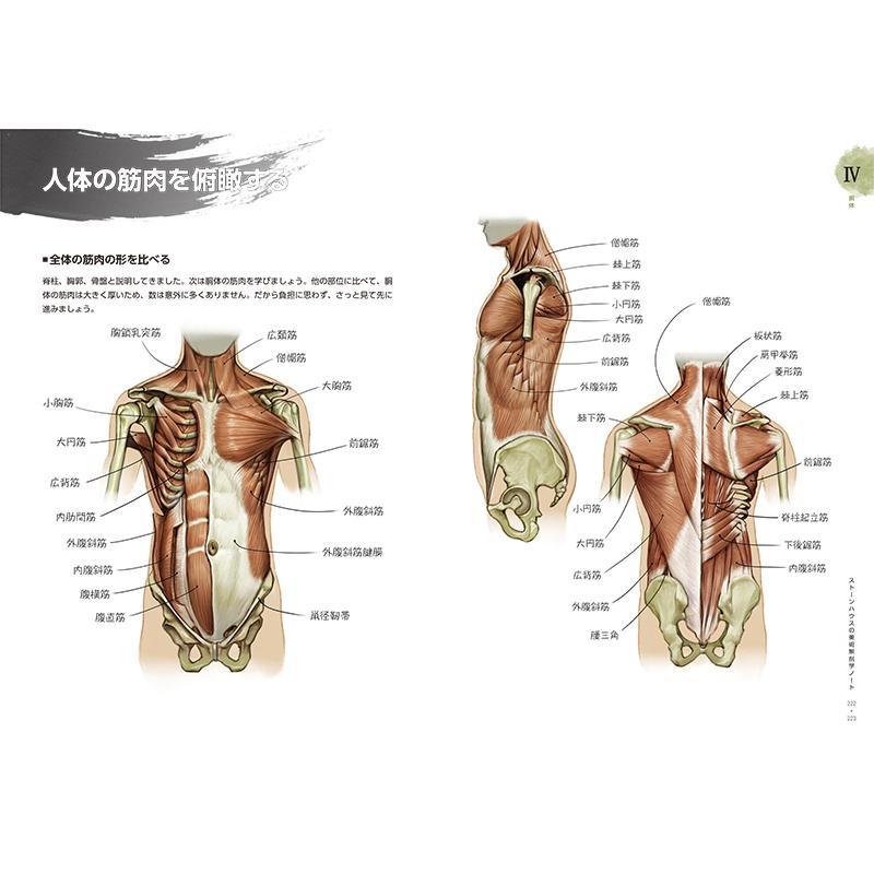 ソッカの美術解剖学ノート