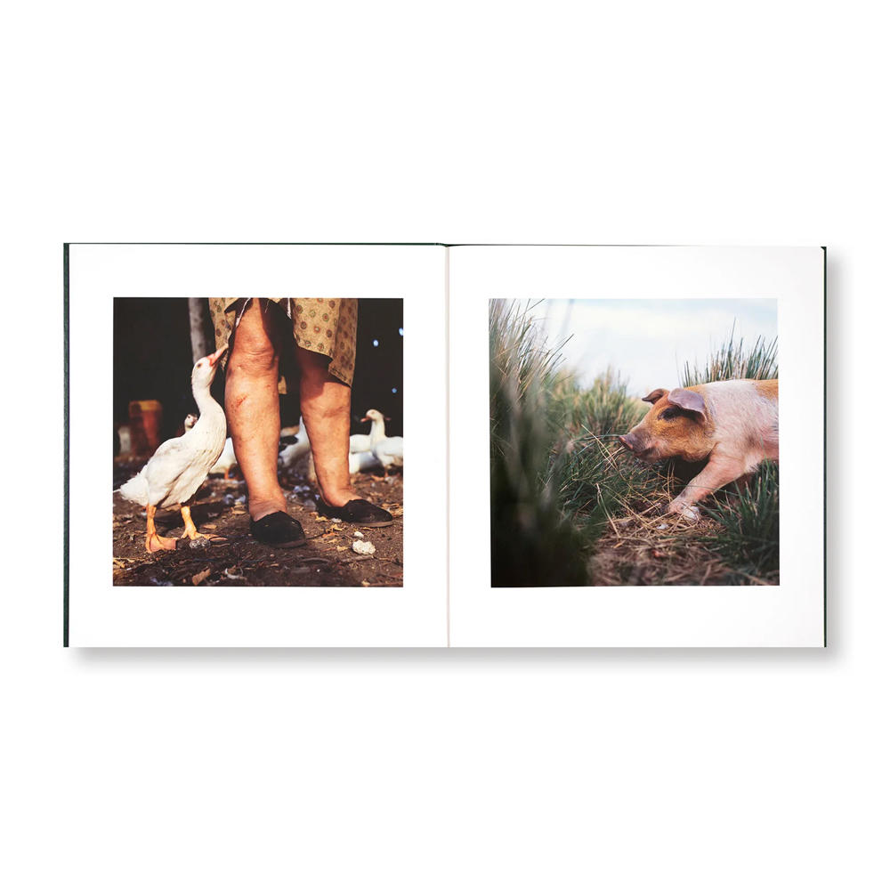 【著者サイン入】ON THE SIXTH DAY by Alessandra Sanguinetti